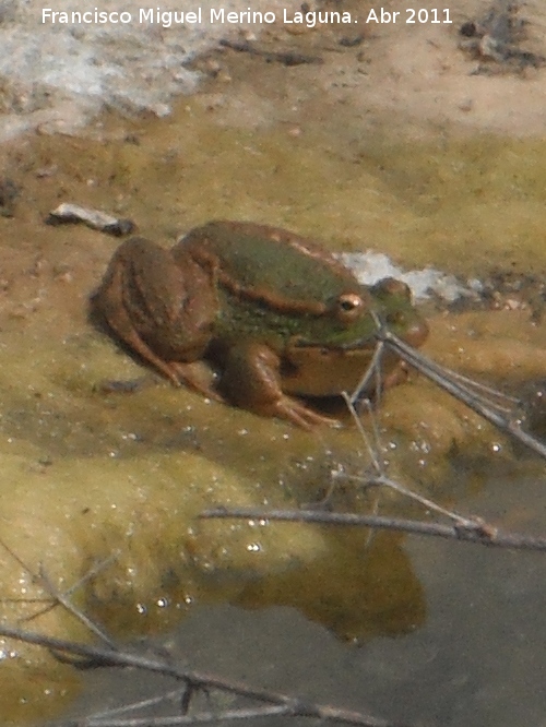 Rana - Rana. Navas de San Juan