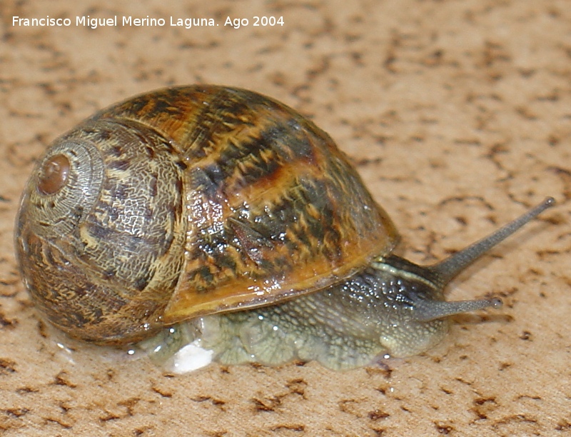 Caracol - Caracol. Jan