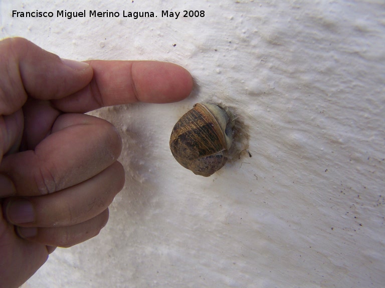 Caracol - Caracol. Navas de San Juan