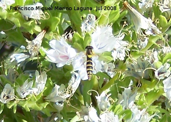 Mosca de las flores esbelta - Mosca de las flores esbelta. Benalmdena