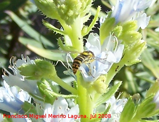 Mosca de las flores esbelta - Mosca de las flores esbelta. Benalmdena