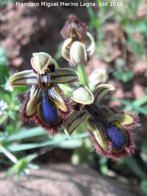 Orqudea espejo de Venus - Orqudea espejo de Venus. Arquillos el Viejo - Vilches