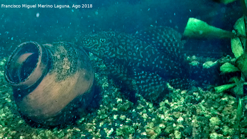 Pez Plecostomus - Pez Plecostomus. Los Villares