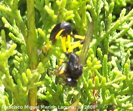 Avispa alfarera cazadora de araas - Avispa alfarera cazadora de araas. Benalmdena