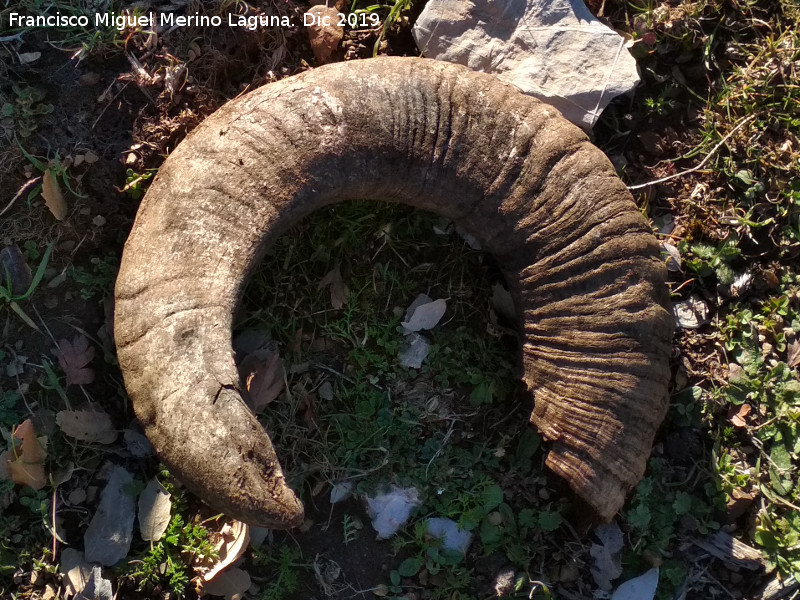 Mufln - Mufln. Cuerna. Lomas de Carboneros - Valdepeas de Jan