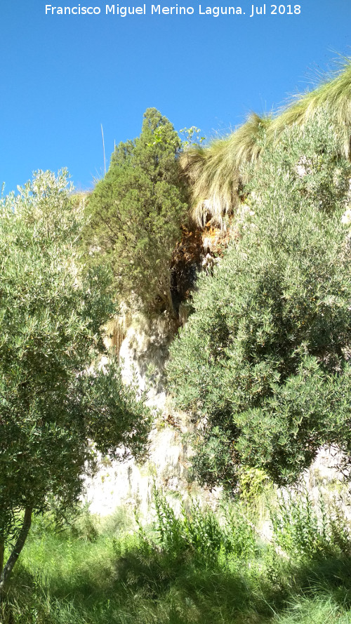 Acueducto del Toril - Acueducto del Toril. Ciprs en las paredes del acueducto