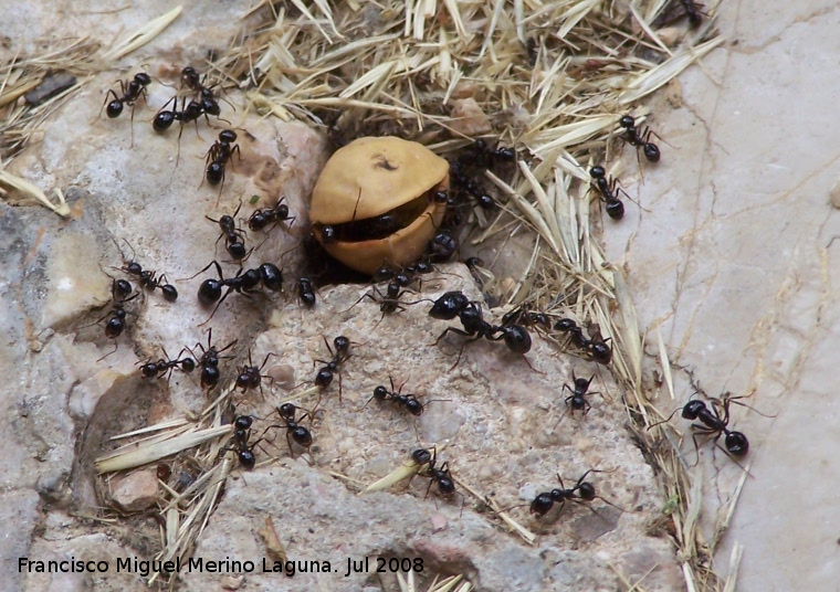 Hormiga Messor barbarus - Hormiga Messor barbarus. Segura