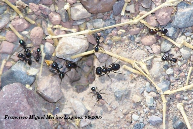 Hormiga Messor barbarus - Hormiga Messor barbarus. Murcia