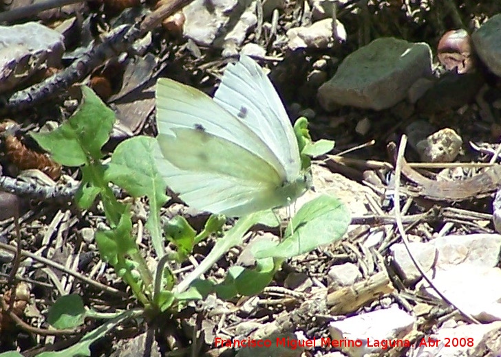 Mariposa de la naba - Mariposa de la naba. Caada de las Hazadillas. Jan