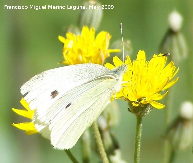 Mariposa de la naba - Mariposa de la naba. Los Caones. Los Villares