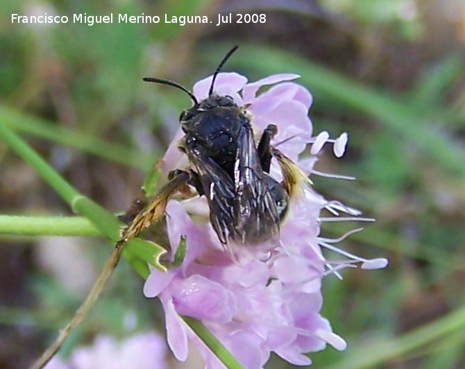 Abeja de calzones - Abeja de calzones. Segura