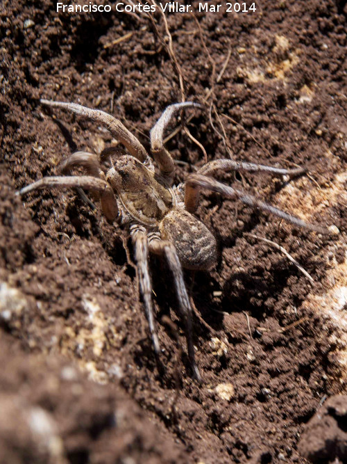 Araa Tarntula europea - Araa Tarntula europea. Giribaile - Vilches