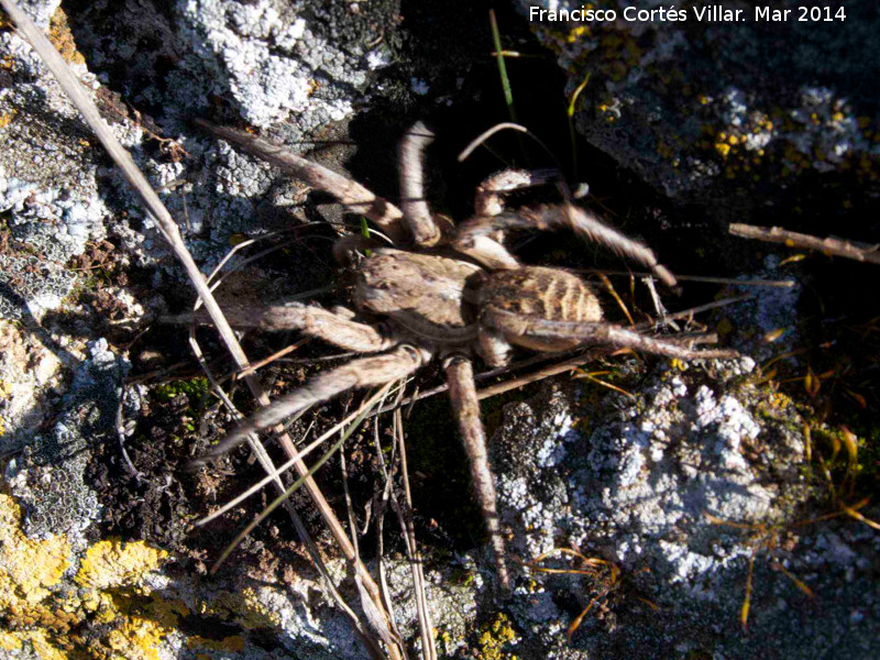 Araa Tarntula europea - Araa Tarntula europea. Giribaile - Vilches