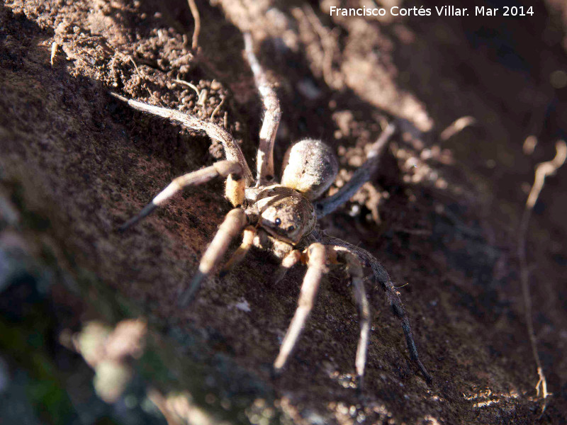 Araa Tarntula europea - Araa Tarntula europea. Giribaile - Vilches