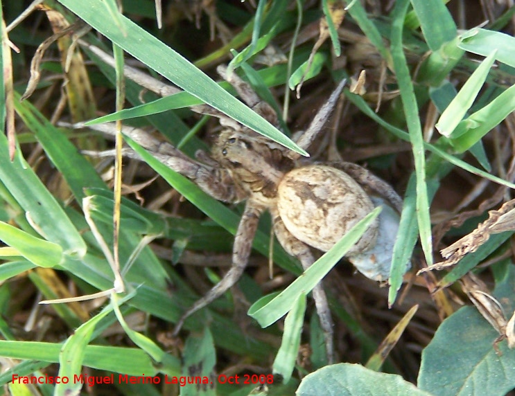 Araa Tarntula europea - Araa Tarntula europea. Navas de San Juan