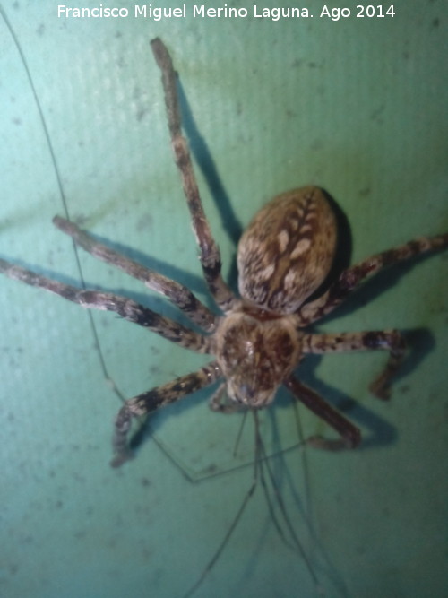 Araa Tarntula europea - Araa Tarntula europea. Comiendo un Opilio. Las Castaetas - Villacarrillo