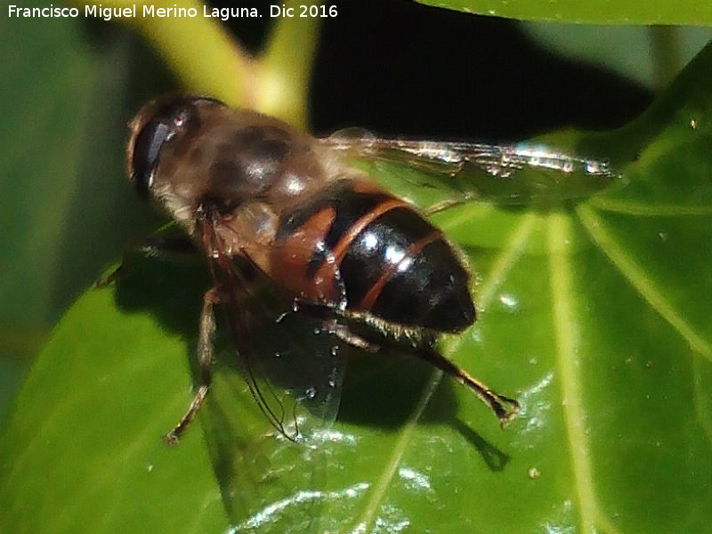 Mosca abeja - Mosca abeja. Los Villares