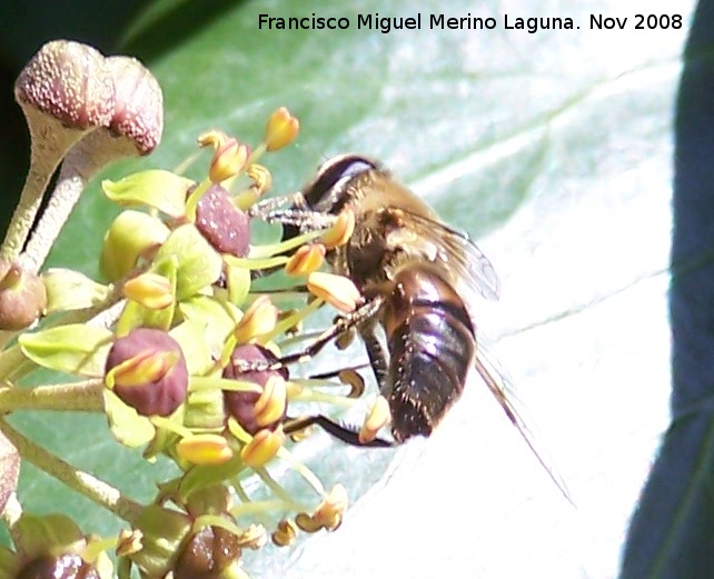 Mosca abeja - Mosca abeja. Los Villares