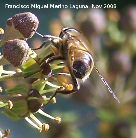 Mosca abeja - Mosca abeja. Los Villares