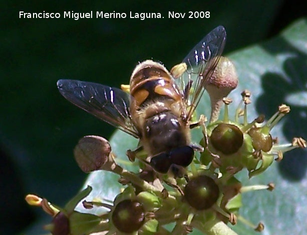 Mosca abeja - Mosca abeja. Los Villares