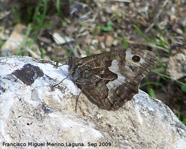 Mariposa banda acodada - Mariposa banda acodada. Otiar (Jan)