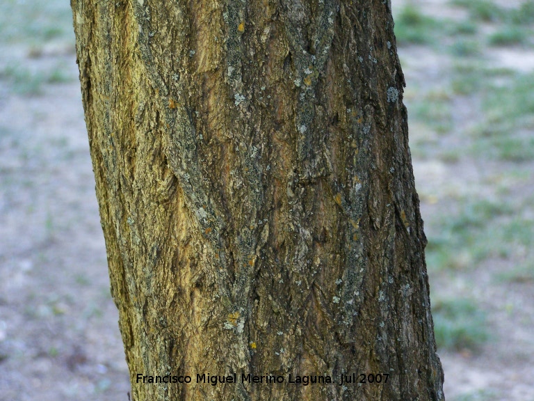 Falsa acacia - Falsa acacia. Segura