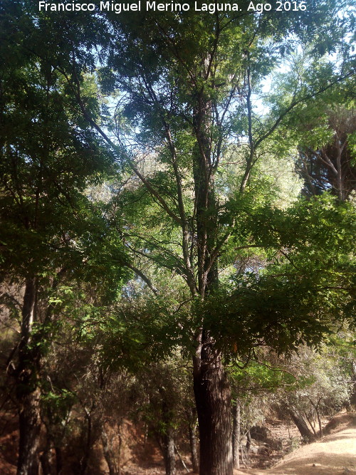 Falsa acacia - Falsa acacia. Ro Campana - Santa Elena