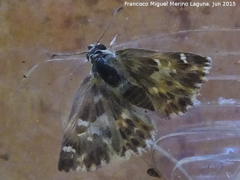 Mariposa ajedrezada menor - Mariposa ajedrezada menor. Ro Fro - Los Villares