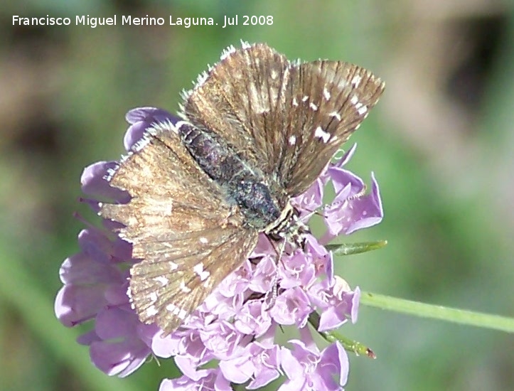 Mariposa ajedrezada menor - Mariposa ajedrezada menor. Segura