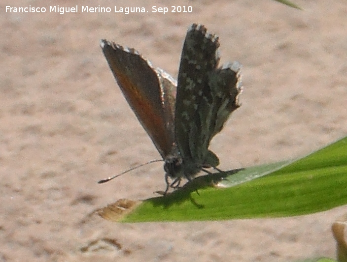 Mariposa barrena del geranio - Mariposa barrena del geranio. Navas de San Juan