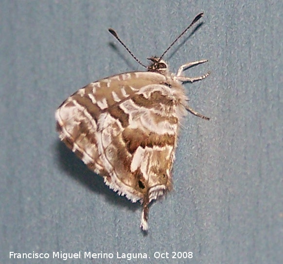 Mariposa barrena del geranio - Mariposa barrena del geranio. Los Villares