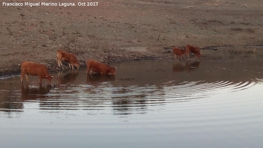 Toro - Toro. Vacas en Palazuelos - Carboneros