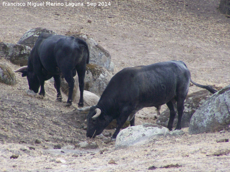 Toro - Toro. Sierra de Andjar