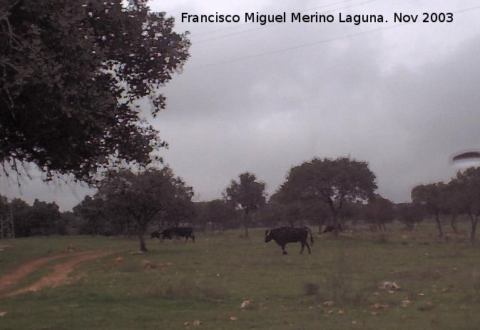 Toro - Toro. Cetrina. Navas de San Juan