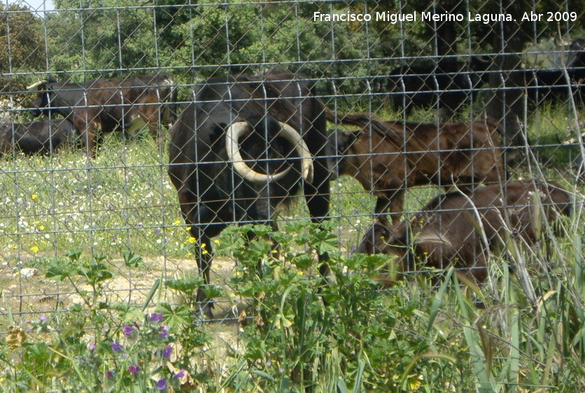 Toro - Toro. Vilches