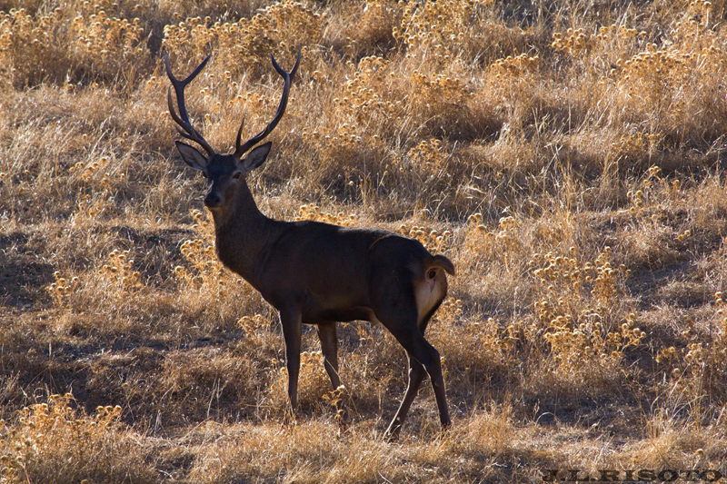 Ciervo - Ciervo. Sierra de Andjar. Foto de Jos Luis Risoto Rojas