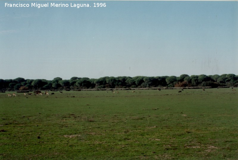 Ciervo - Ciervo. Ciervos y jabalies pastando juntos. Coto de Doana