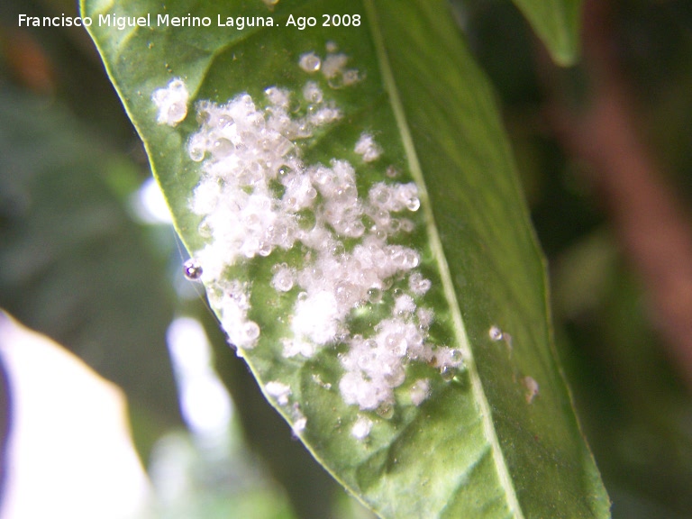 Mosca blanca de los ctricos - Mosca blanca de los ctricos. Los Villares