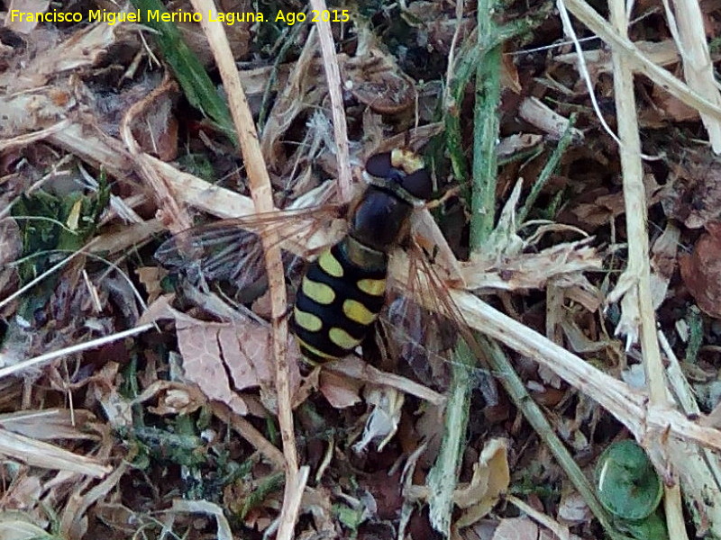 Mosca avispa - Mosca avispa. Ro Adaja - vila