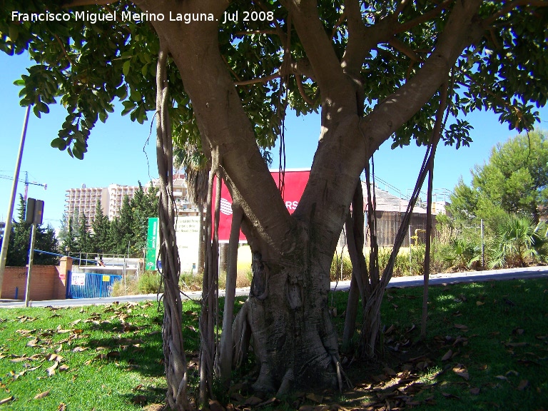 Ficus de hoja grande - Ficus de hoja grande. Benalmdena