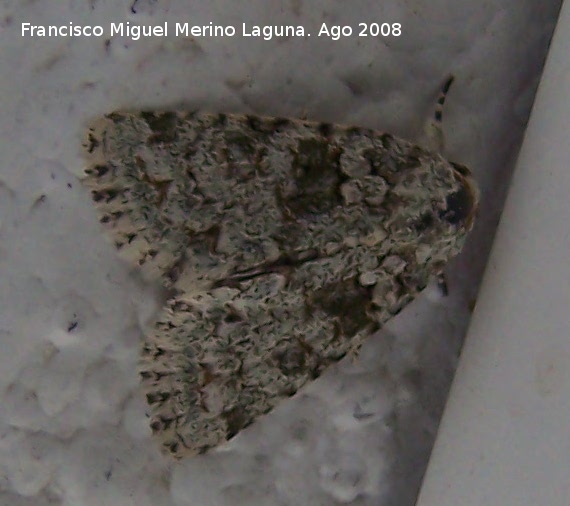 Polilla Hecatera dysodea - Polilla Hecatera dysodea. Los Villares