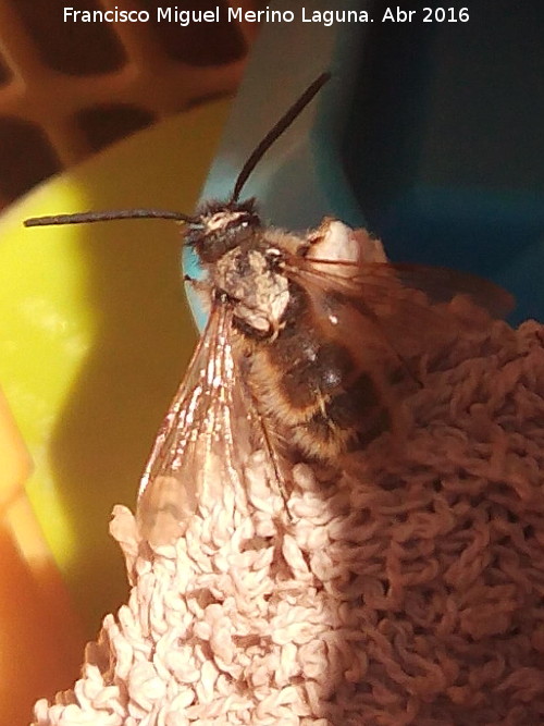 Abeja de antenas largas - Abeja de antenas largas. Los Villares