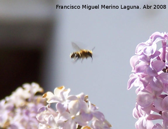 Abeja de antenas largas - Abeja de antenas largas. Navas de San Juan