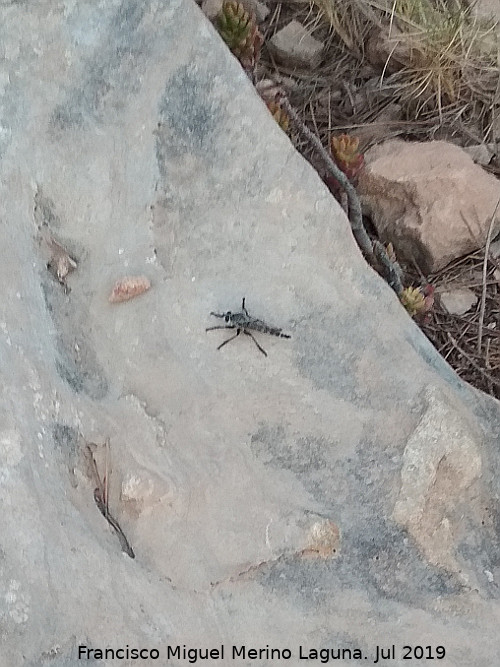 Mosca cechera - Mosca cechera. Barranco de la Cueva de la Gota - Santa Pola