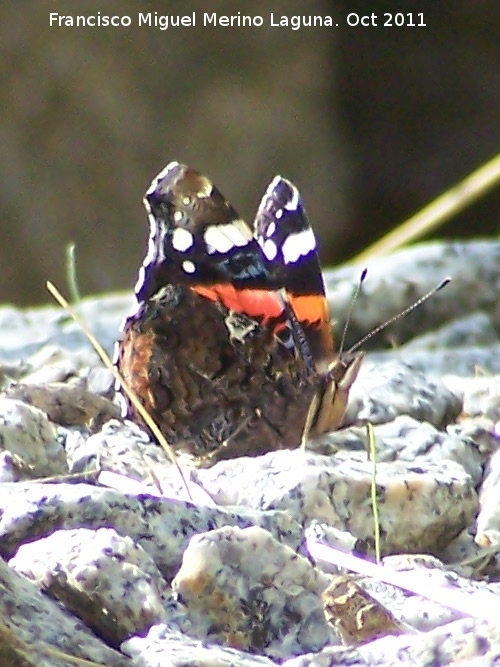 Mariposa vulcana - Mariposa vulcana. Pozo de San Guillermo - Linares