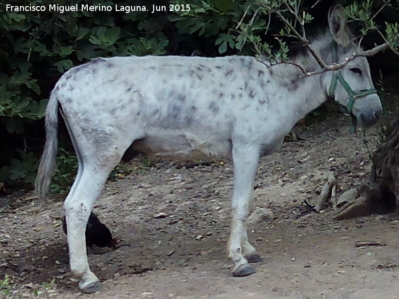 Burro - Burro. Casera del Conde - Jan