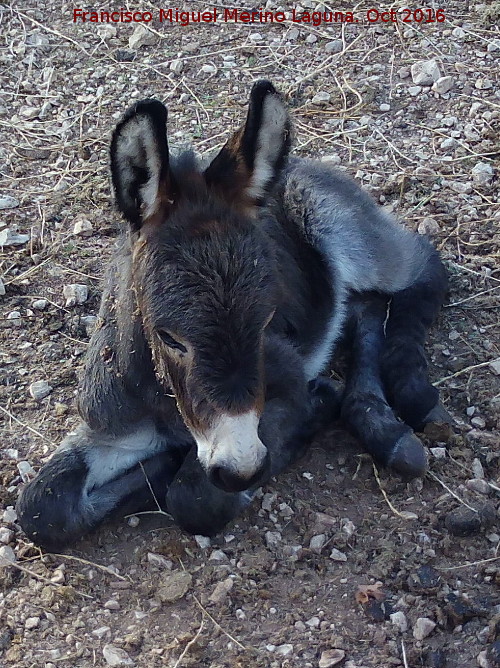 Burro - Burro. Recien nacido. Granja Escula de Navas de San Juan