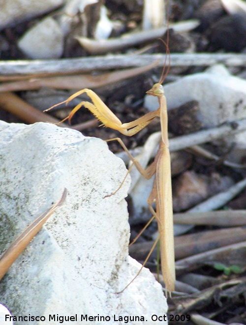 Mantis religiosa - Mantis religiosa. Jan