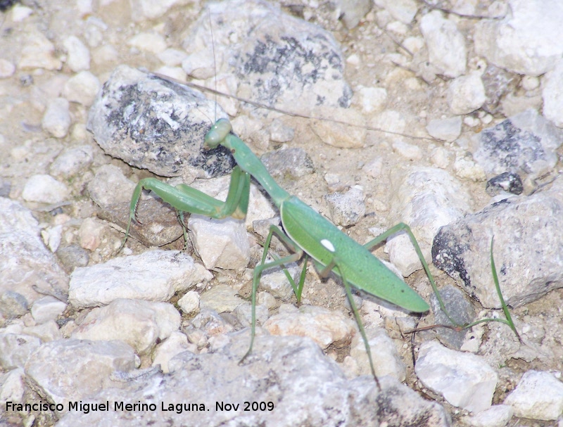 Mantis religiosa - Mantis religiosa. Los Villares