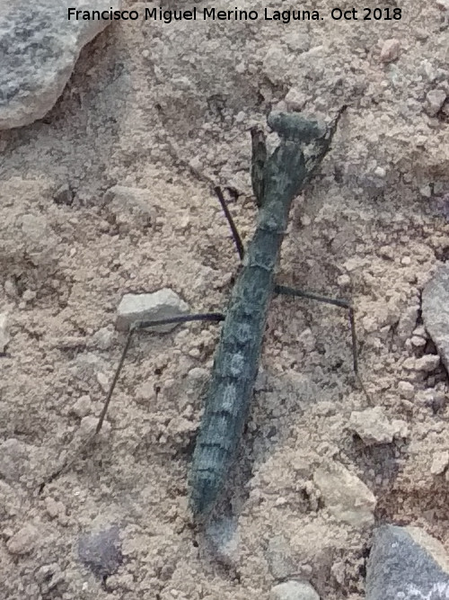 Mantis religiosa - Mantis religiosa. Las Correderas - Santa Elena